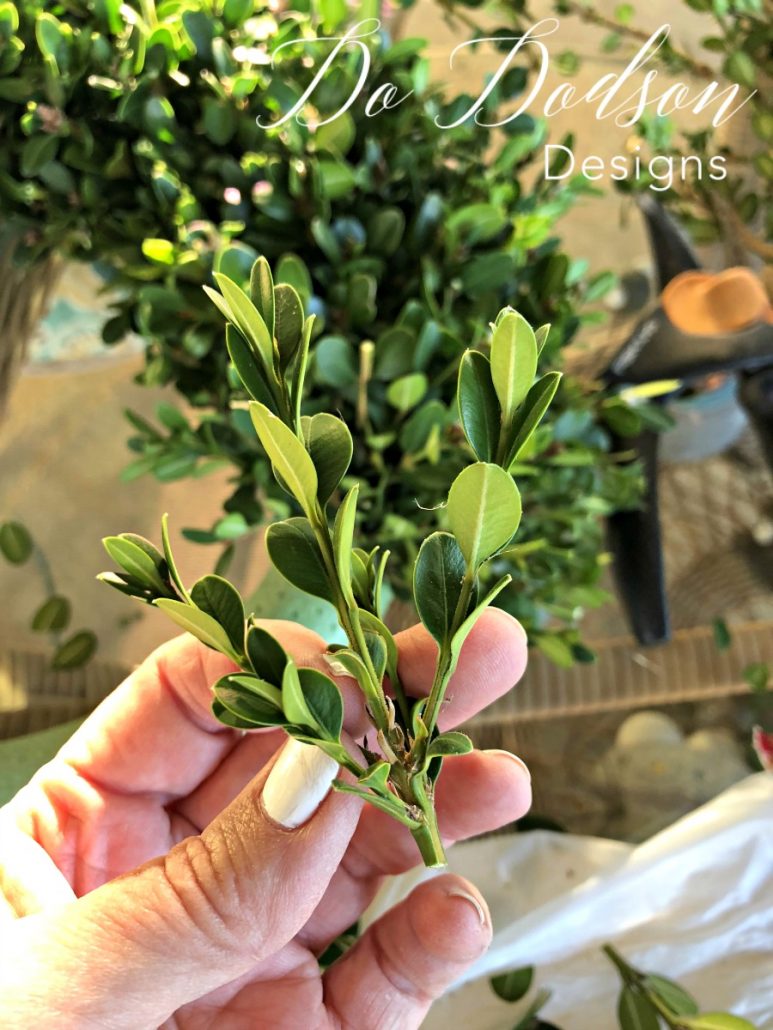 I cut the tops of the boxwoods about 4-5 inches in length. This was a timely task so I just trimmed a few as I went. Looking back, I was glad that I had been selective with each piece, It's totally up to you.