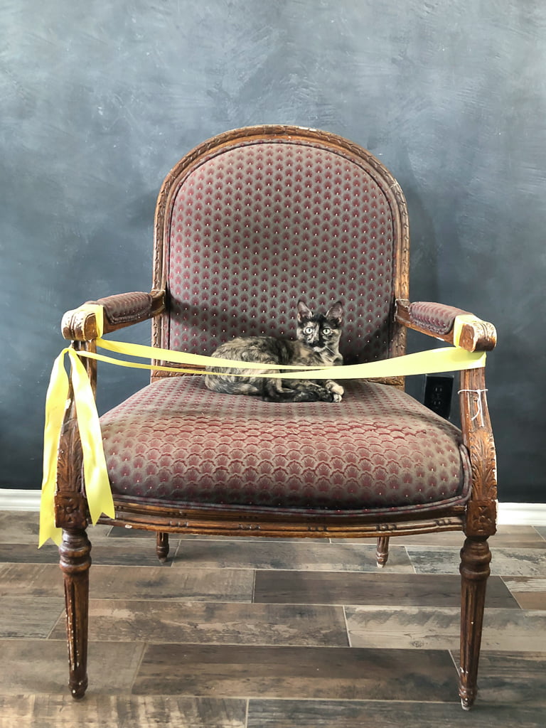 Not even yellow caution tape could keep my cat off of this vintage armchair. It was love at first sight! 