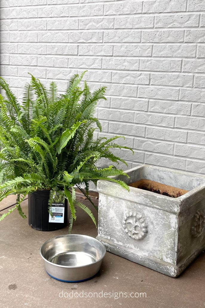 How To Water Your Front Porch Ferns The Easy Way