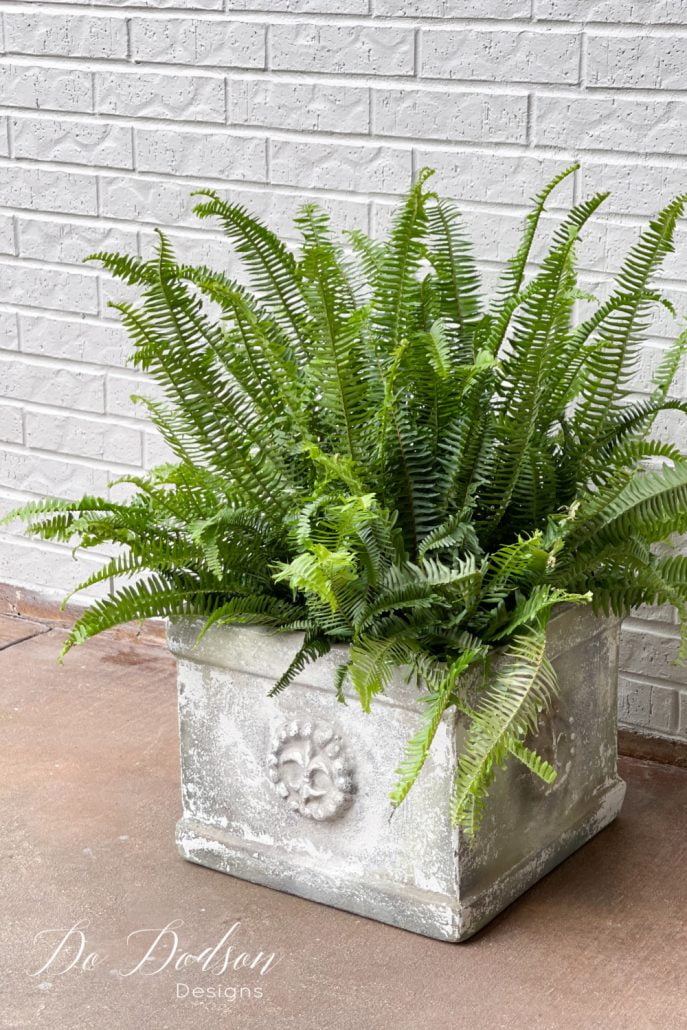 Try using these affordable front porch ferns to spruce up your curb appeal—the perfect choice, and they're super easy to care for. 