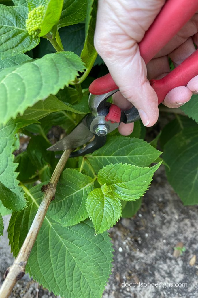 Start with the dead stems (easy to spot) and run your hand down the stem until you see the first bud or green growth. This is where you'll start pruning the hydrangea stems. Sometimes I leave a few dead stems in the middle to help support the new growth and snip off the tops.  
