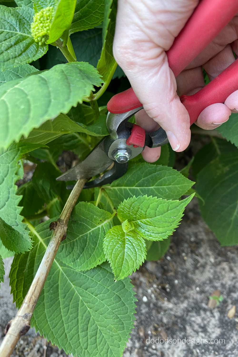 Pruning Hydrangeas Before Spring Blooms - Don't Mess Them Up!