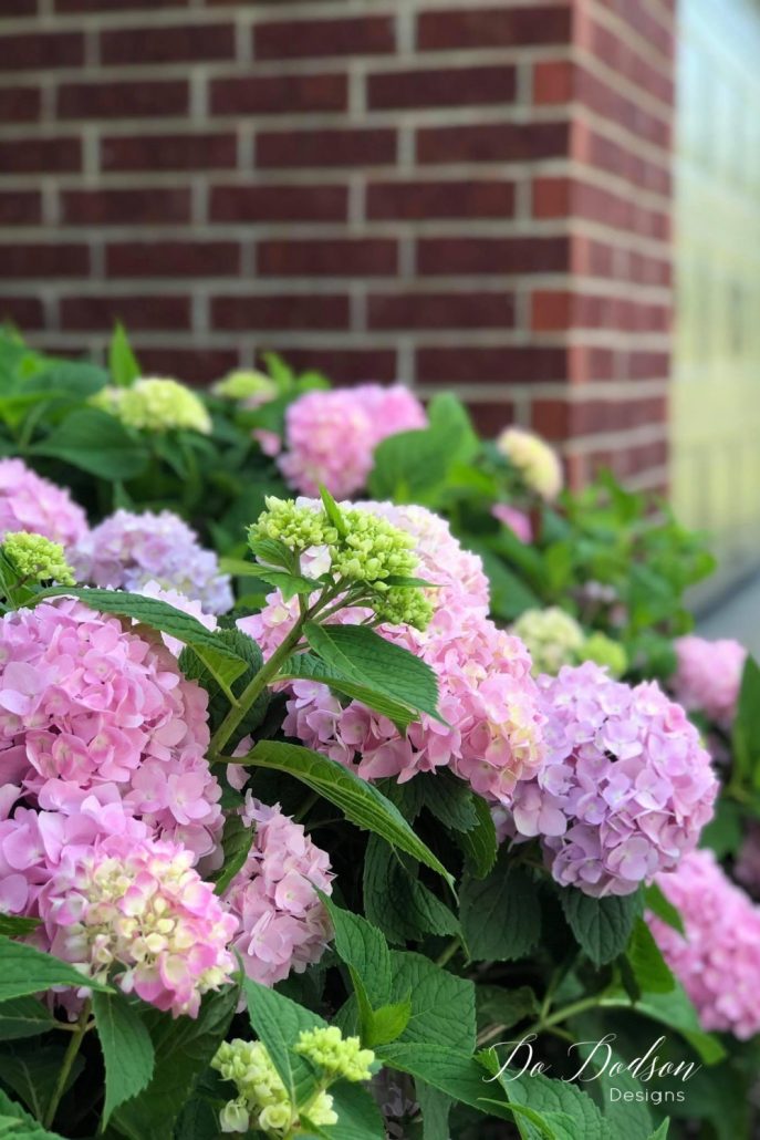 Pruning hydrangeas can be tricky in the Spring. One wrong cut, and there goes your beautiful blooms. I do this every year, and it works! 