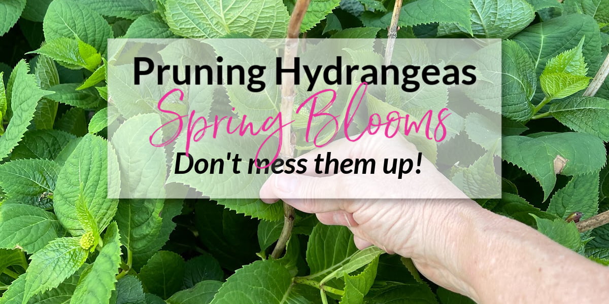 Pruning Hydrangeas Before Spring Blooms - Don't Mess Them Up!