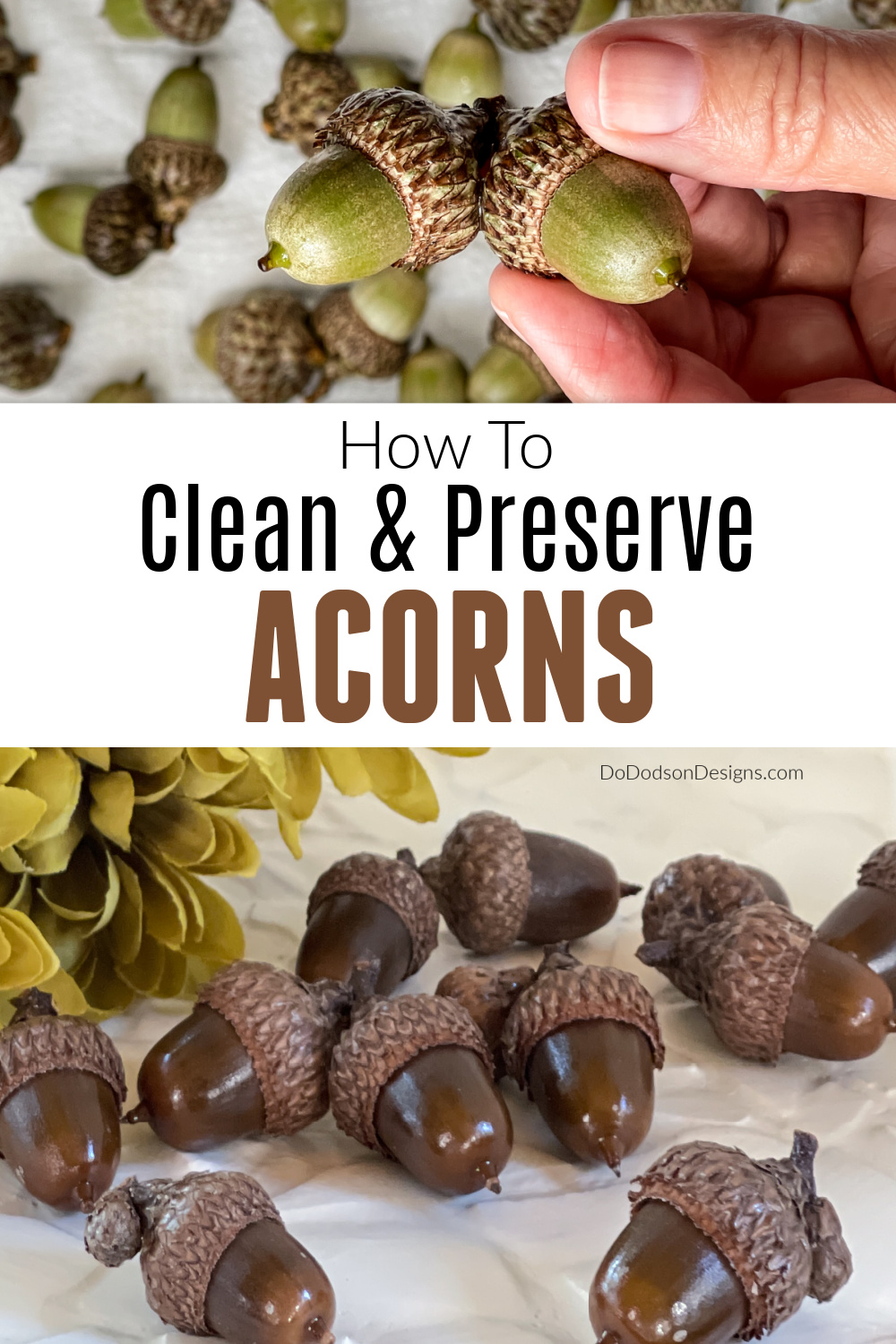How To Preserve Acorns for Fall Crafts and Decorating - Do Dodson Designs