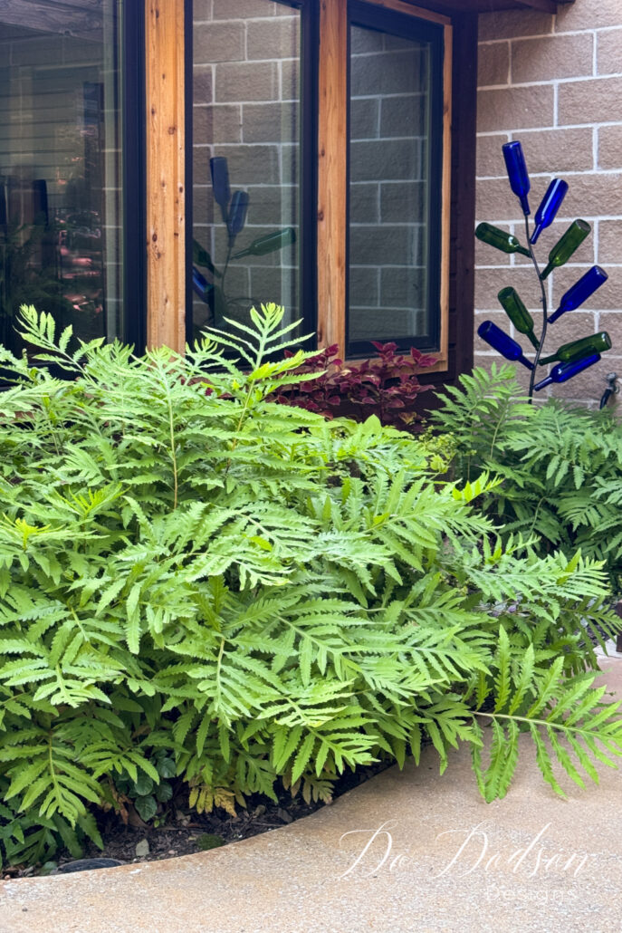 Outdoor Fern Care