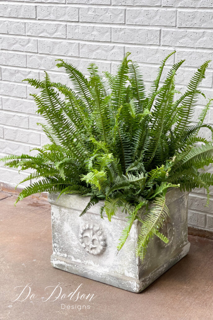 How To Care For Ferns Outside