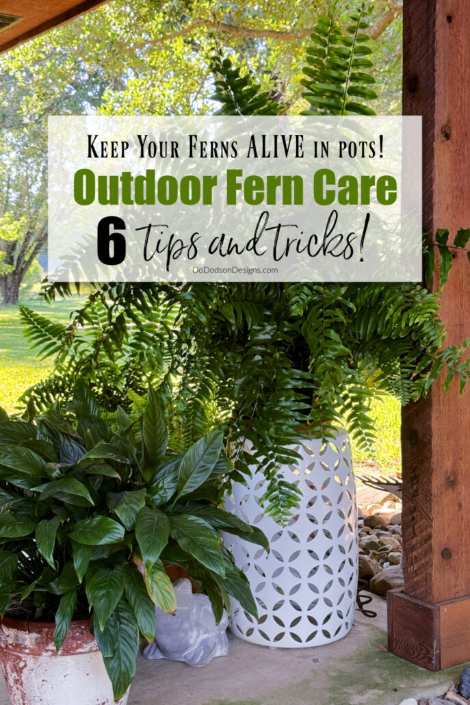 Outdoor Fern Care