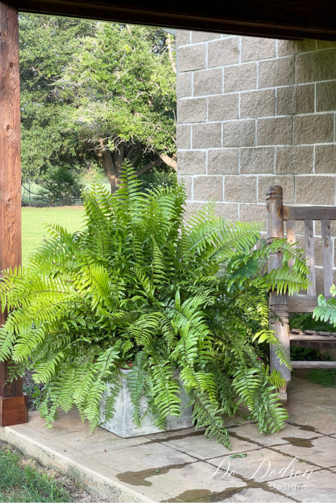 How To Care For Macho Ferns