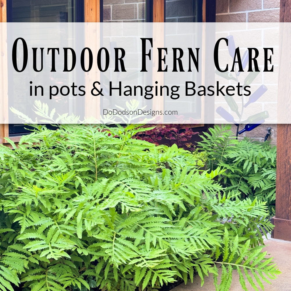 6 Tips To Help You Master Outdoor Fern Care In Pots