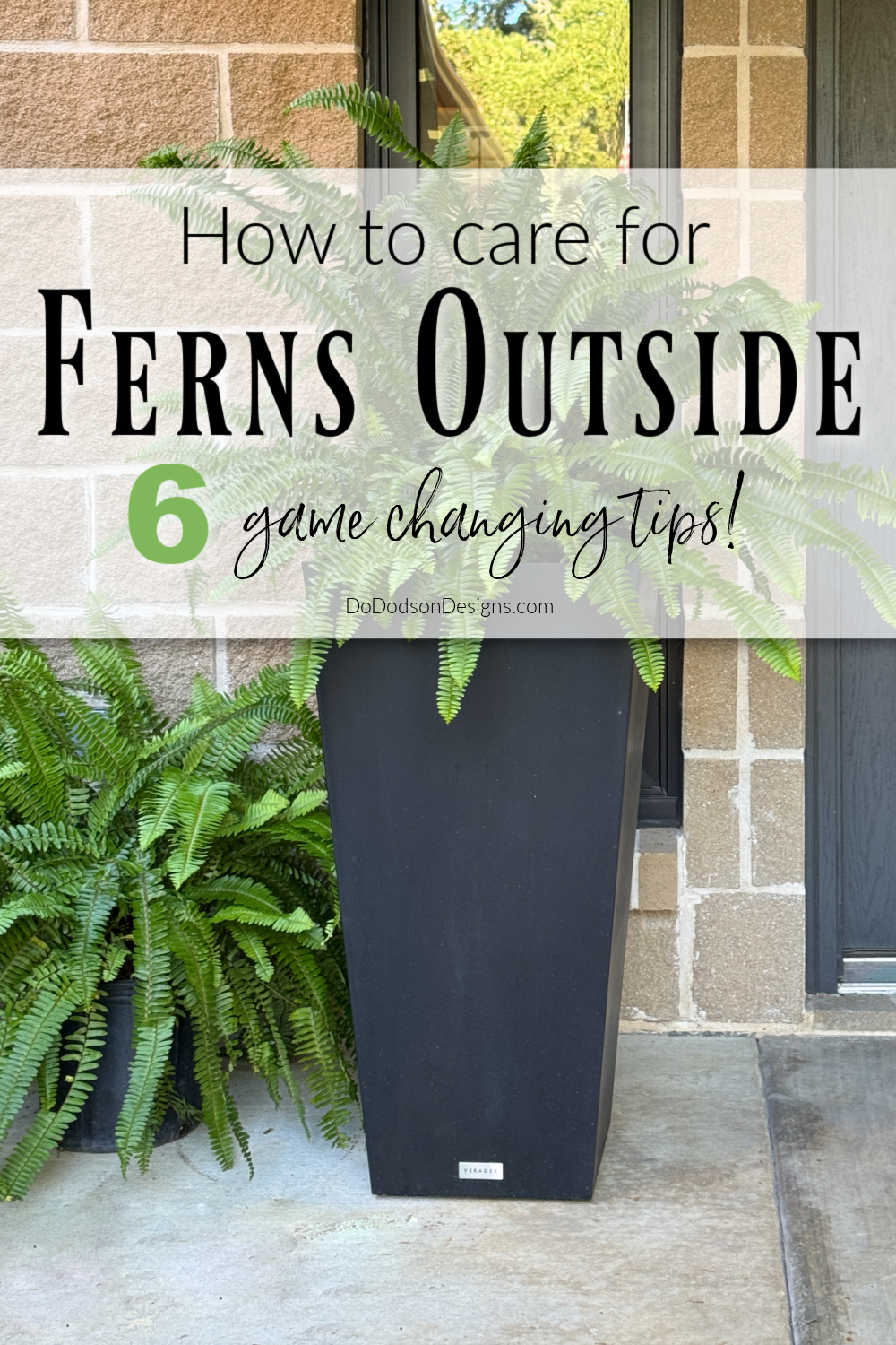 6 Tips To Help You Master Outdoor Fern Care In Pots